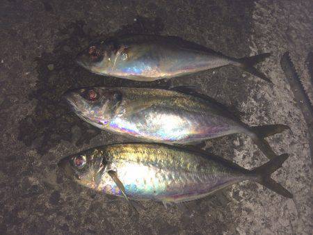 小島漁港にてアオイソメのウキ釣りで良型アジ…