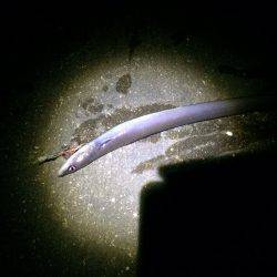 紀ノ川河口　ズボ釣りでアナゴ狙い釣行