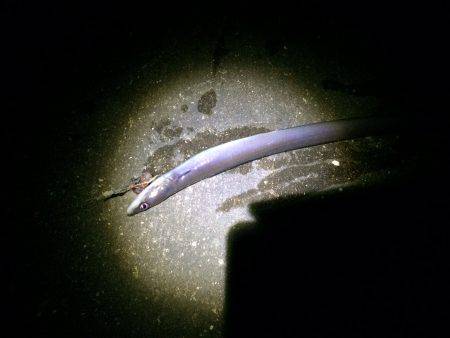 紀ノ川河口　ズボ釣りでアナゴ狙い釣行