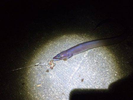 雑賀崎　アジときびなごの切り身でアナゴ釣り…