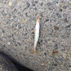 早朝のアオリイカ狙いは釣果なく・・・ジグサ…
