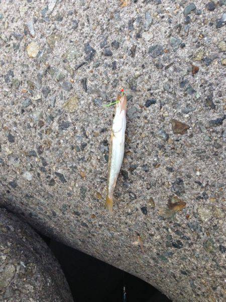 早朝のアオリイカ狙いは釣果なく・・・ジグサ…