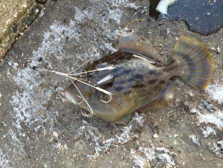 北港　ギャングでカワハギ＆ワインドでタチウ…