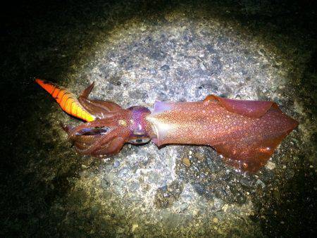 大阪方面へエギング釣行　完全に暗くなってか…