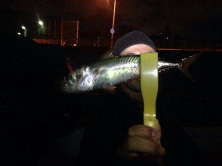 南芦屋浜　ライトゲームでサバ・キビレ・セイ…