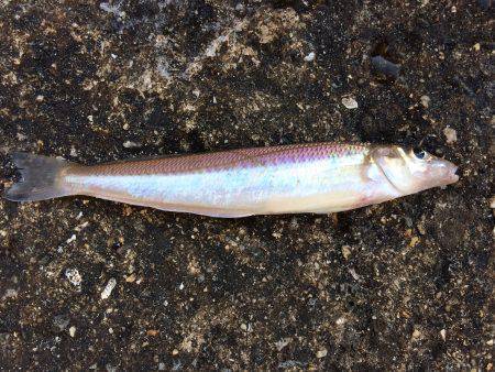 磯ノ浦へキス釣りに行ってきました