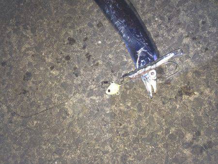 テンヤでタチウオ狙い　指三本弱のリリースサ…