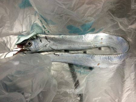 雑賀崎へ夜釣りに行ってきました　テンヤでタ…