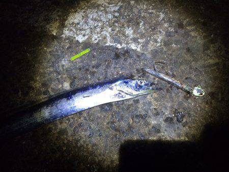 北港でタチウオ釣り　テンヤよりウキ釣りのほ…