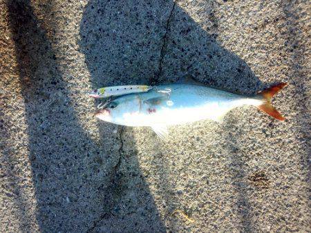 大蔵海岸に青物狙いで釣行　誘い出しでツバス…