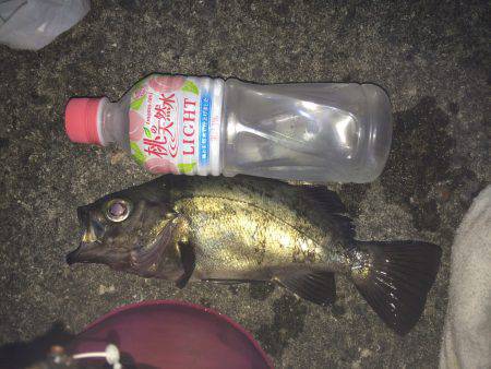 加太漁港　夜釣りフカセで岸際を丁寧に狙って…