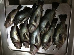 紀ノ川河口で夜釣り　フカセでメバルの釣果