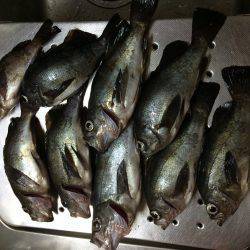 紀ノ川河口で夜釣り　フカセでメバルの釣果