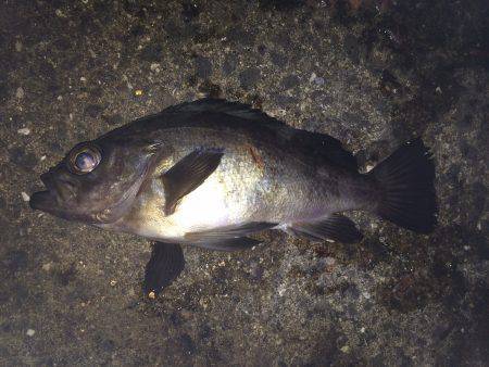 岬町周辺ランガンでアジ＆メバル釣り　30c…