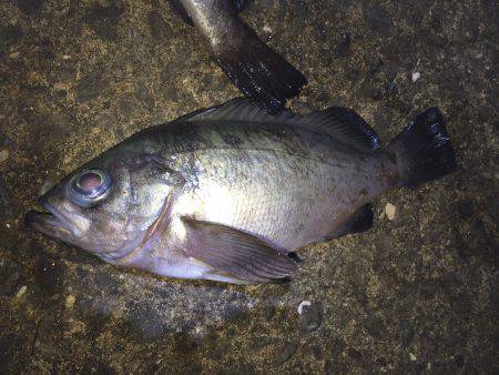 加太漁港で夜釣り　テトラ周りと堤防際を中心…