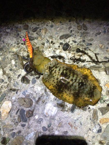 江井ヶ島エギング　サイズUP目指し3.0号…