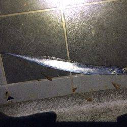 太刀魚の釣果を聞いて夕方からマリーナシティ…
