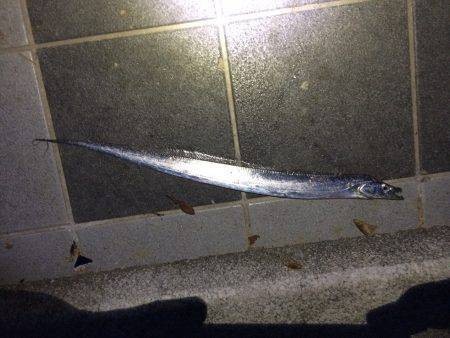 太刀魚の釣果を聞いて夕方からマリーナシティ…