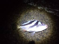 和歌山北港にて夜釣り かなり強烈な走りはなんとコショウダイでした 和歌山県 和歌山北港魚つり公園 ズボ釣り ぶっこみ 陸っぱり 釣り 魚釣り 釣果情報サイト カンパリ