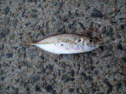 湊　ショアジギング＆ちょい投げ釣行