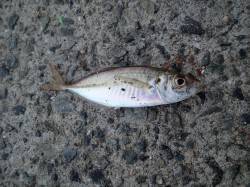 湊　ショアジギング＆ちょい投げ釣行