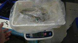 白浜カサボでエギング　アオリ～370ｇ×4