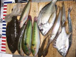 中川、揖保川周辺　沖の竿にカレイ、チョイ投げでチヌなど多彩に釣れました