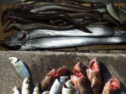 兵突でいかなごをエサにタチウオ　他アイゴ・…