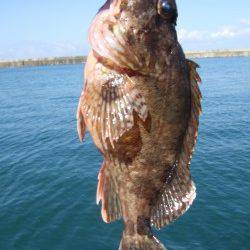 香住へ大アジ狙いで釣行…釣果はガシラ・アナゴ・豆アジなどでした