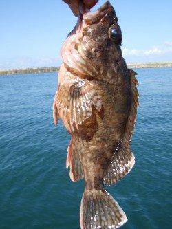 香住へ大アジ狙いで釣行…釣果はガシラ・アナゴ・豆アジなどでした