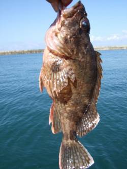香住へ大アジ狙いで釣行…釣果はガシラ・アナ…
