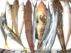 香住西港　投げ釣りはキス・アコウ・マゴチなど種類豊富で大満足の結果