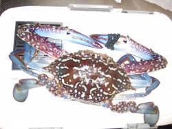 香住西港　投げ釣りはキス・アコウ・マゴチな…