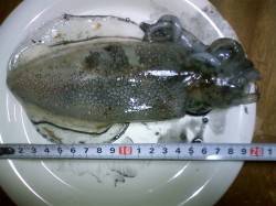 松原にエギング釣行　陽の暮れた後アオリイカ…