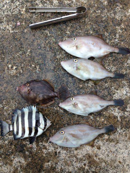 台風前、風裏を求めて和田漁港大波止内側へ　…