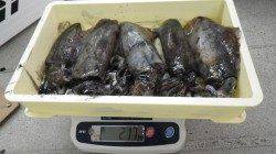 すさみでヤエンでアオリイカが釣れてます　5杯で2170ｇ