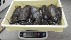 すさみでヤエンでアオリイカが釣れてます　5…