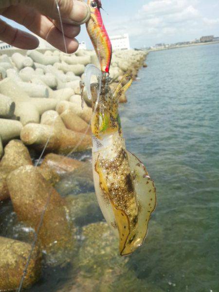 本日もお昼休みにアオリイカ狙い　東二見人工…