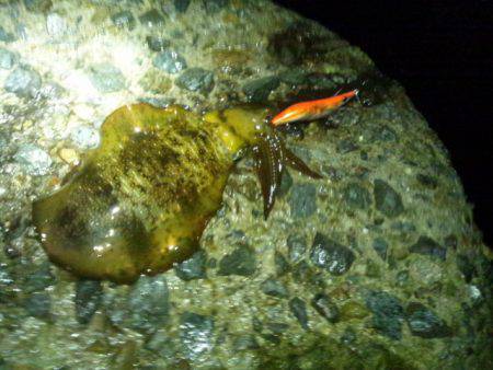 アジュール舞子　18時頃からのエギング釣行…