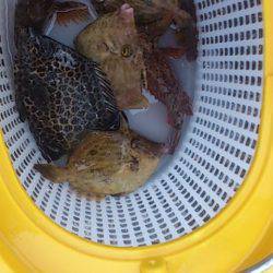 明石港　探り釣りでカワハギ6尾　ウリボウの…