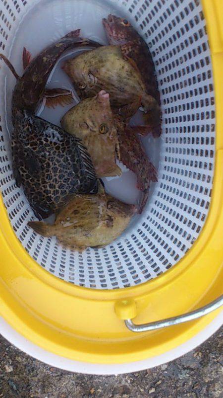 明石港　探り釣りでカワハギ6尾　ウリボウの…