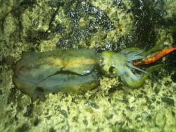 アジュール舞子　活性が低い様子のアオリイカ…