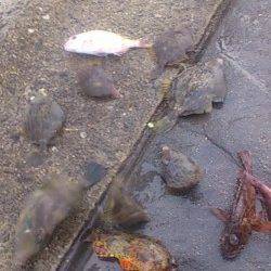 新浜漁港　探り釣りでカワハギ中心の6目釣り