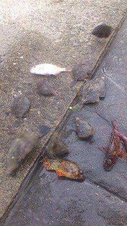 新浜漁港　探り釣りでカワハギ中心の6目釣り