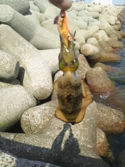 東二見人工島　お昼休みのちょい釣行でアオリ…