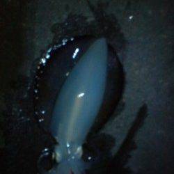 新浜漁港　エギングでアオリイカ、潮が流れ出した瞬間に連続ヒットしました