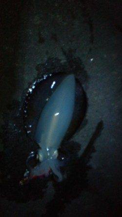 新浜漁港　エギングでアオリイカ、潮が流れ出した瞬間に連続ヒットしました