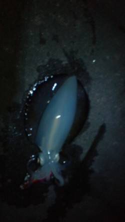 新浜漁港　エギングでアオリイカ、潮が流れ出…