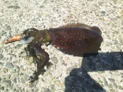 東二見人工島　昼間のサイトエギングでのアオ…