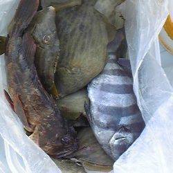 【23日】岸和田一文字の釣果　沖の北でメジロ82cm！